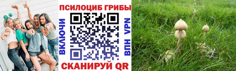 mega онион  Козельск  Галлюциногенные грибы Psilocybine cubensis 